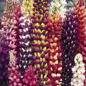 Lupinus x 'Tutti Frutti™ Mix'