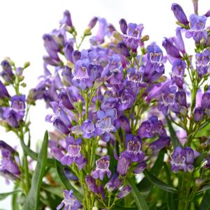 Penstemon barbatus 'Rock Candy® Blue'