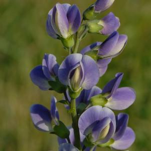 Baptisia 'Starlite Prairieblues™'