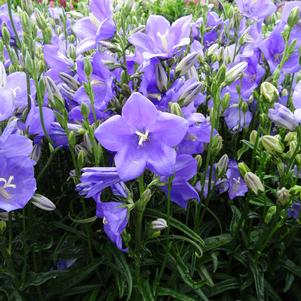 Campanula persicifolia 'Takion Blue'