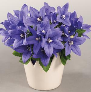 Platycodon 'Pop Star™ Blue'