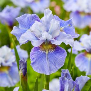 Iris siberica 'Peacock Butterfly™ Mission Bay'