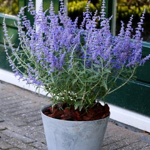 Perovskia atriplicifolia 'Lacey Blue'