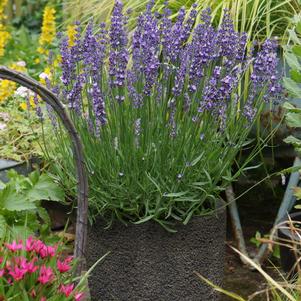 Lavandula angustifolia 'Big Time Blue'