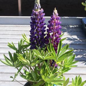 Lupinus 'Gallery Blue'