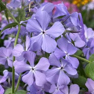 Phlox Woodland divaricata 'Blue Moon'