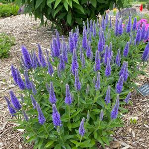 Veronica longifolia 'Skyward™ Blue'