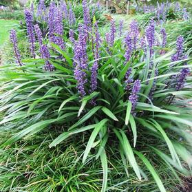 Liriope muscari 'Big Blue'