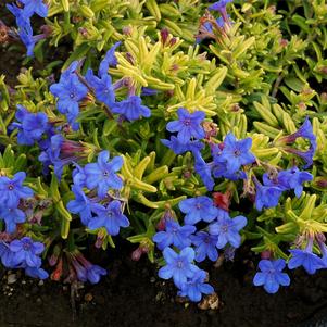 Lithodora 'Gold 'N Sapphires'