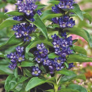 Gentiana cruciata 'Blue Cross'