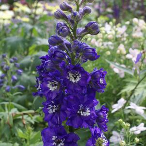 Delphinium elatum 'Magic Fountains Dark Blue/White Bee'