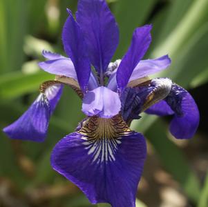 Iris siberica 'Caesar's Brother'