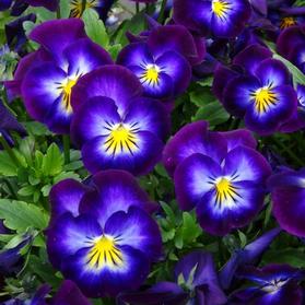 Viola cornuta 'Halo Violet'