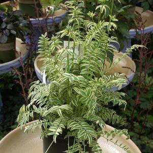 Polemonium caeruleum 'Brise d'Anjou'