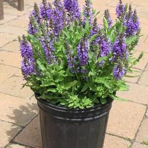 Salvia nemorosa 'Marcus'