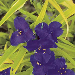 Tradescantia andersoniana 'Blue & Gold'