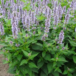 Agastache 'Blue Fortune'