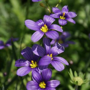 Sisyrinchium angustifolium 'Lucerne'