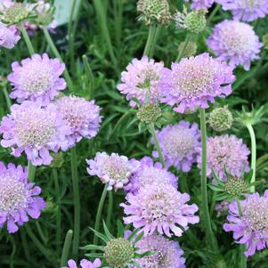 Scabiosa columbaria 'Butterfly Blue'