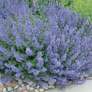 Nepeta faassenii 'Walker's Low'