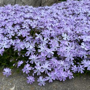 Phlox subulata 'Emerald Blue'