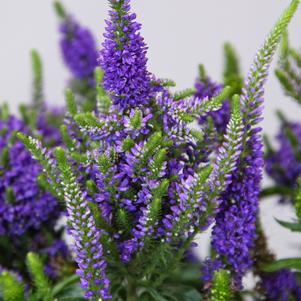 Veronica hybrid 'Baby Bloomer Blue'