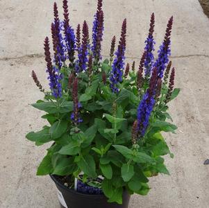 Salvia nemorosa 'Sensation® Deep Blue Improved'