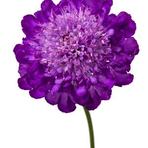 Scabiosa columbaria 'Giga® Blue'