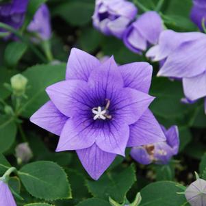 Platycodon grandiflorus 'Astra Semi-Double Blue'