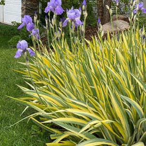 Iris pallida 'Aureo Variegata'