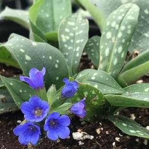 Pulmonaria 'Little Star'