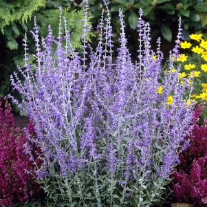 Perovskia atriplicifolia 'Little Spire'