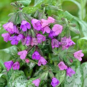 Pulmonaria 'Majeste'