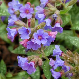 Pulmonaria 'Trevi Fountain'