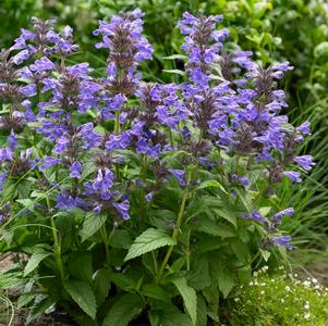 Nepeta 'Neptune'