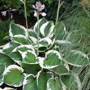 Hosta 'Patriot'