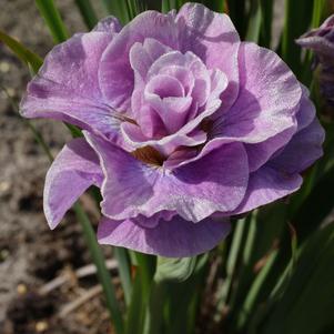 Iris siberica 'Pink Parfait'