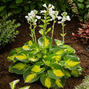 Hosta 'Sunset Grooves'