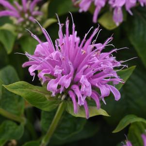 Monarda didyma 'Bee-Mine™ Lavender'