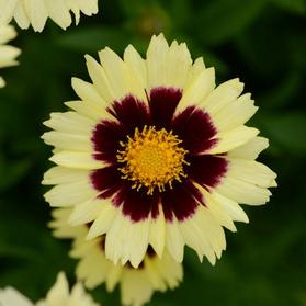 Coreopsis Uptick™ Cream and Red