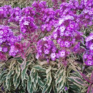 Phlox Tall Garden paniculata 'Olympus'