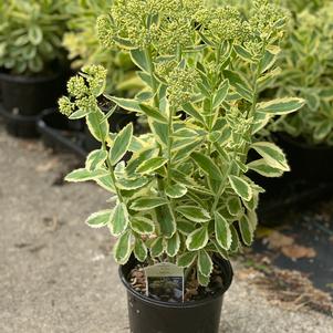 Sedum Tall Upright Clumping 'Frosted Fire'