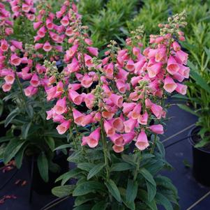 Digitalis hybrida 'Arctic Fox™ Rose'