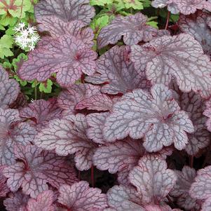 Heuchera 'Plum Pudding'