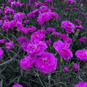 Dianthus gratianopolitanus 'Pink Fire'