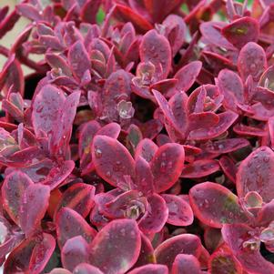 Sedum SunSparkler® Series 'Wildfire'