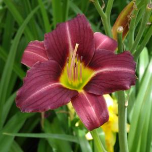 Hemerocallis 'Mary Reed'