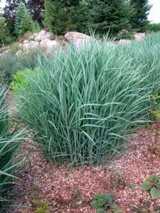 Panicum virgatum 'Heavy Metal'