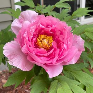 Peony Tree suffruticosa 'Hanakisoi (Pink)'