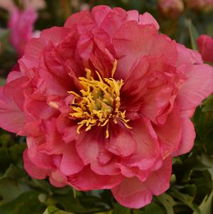 Peony ITOH 'Julia Rose'